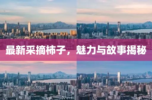 最新采摘柿子，魅力與故事揭秘