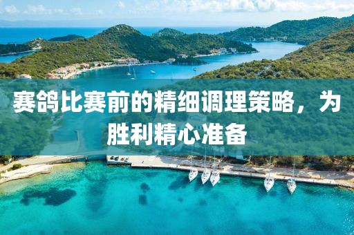 賽鴿比賽前的精細(xì)調(diào)理策略，為勝利精心準(zhǔn)備