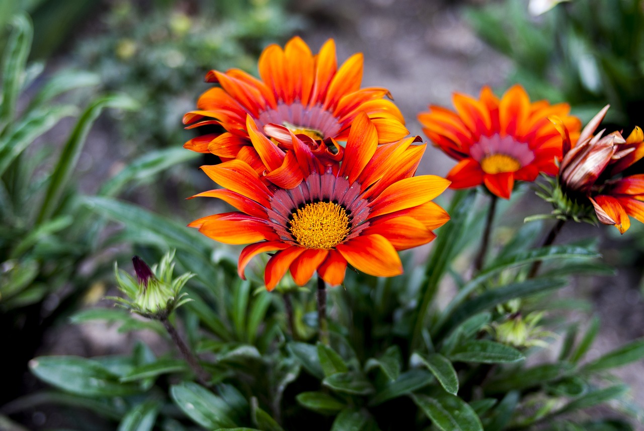 高密最新司機(jī)招聘信息解析與動(dòng)態(tài)速遞