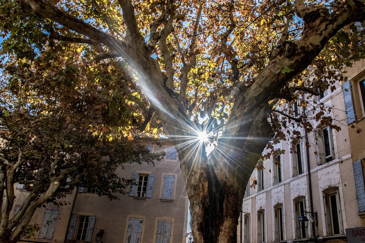 楊小梔最新動態(tài)揭秘，探索未知領(lǐng)域，持續(xù)閃耀光芒之路