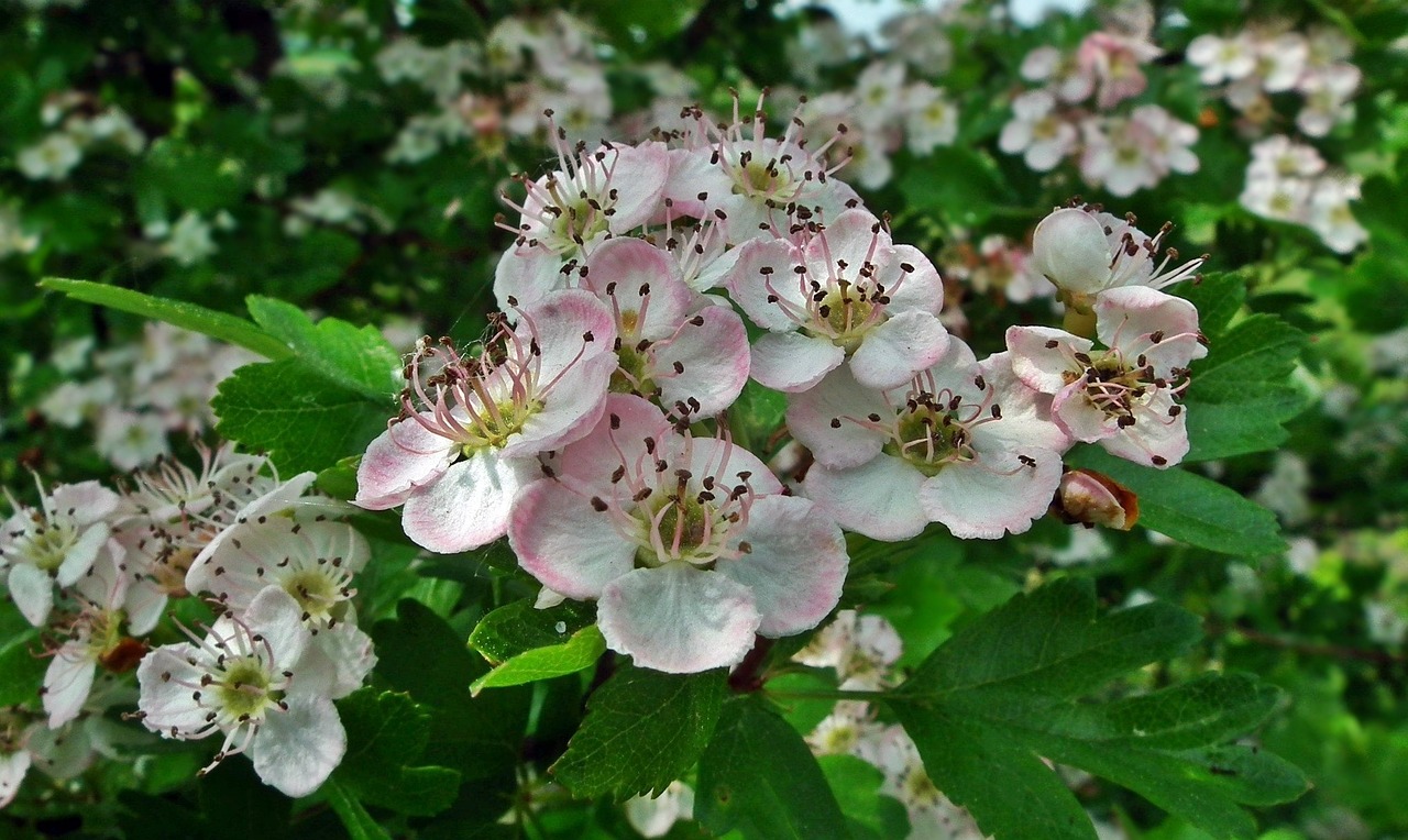 固安清河花園最新動(dòng)態(tài)揭秘，未來(lái)美好藍(lán)圖展望