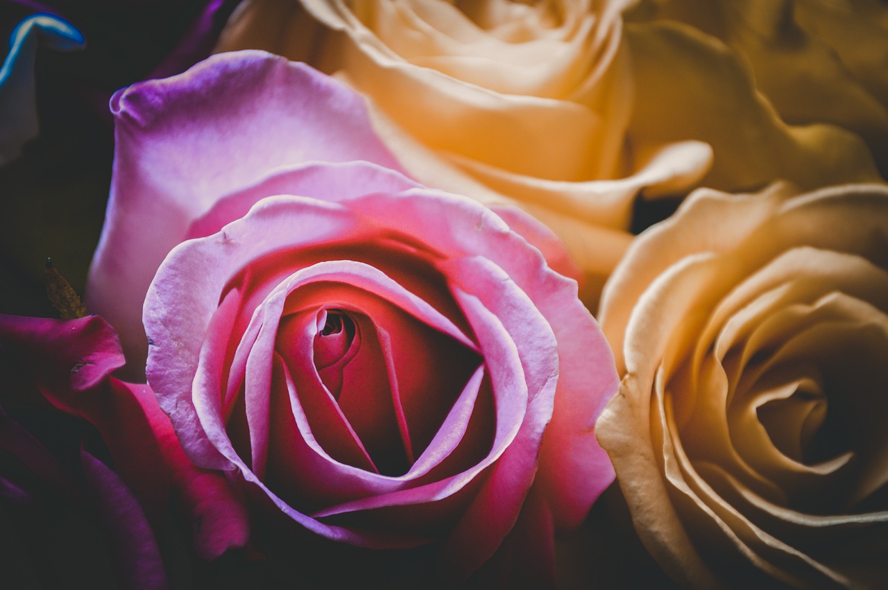 最新日本動(dòng)漫劇場(chǎng)版，熱血與情感的極致探索