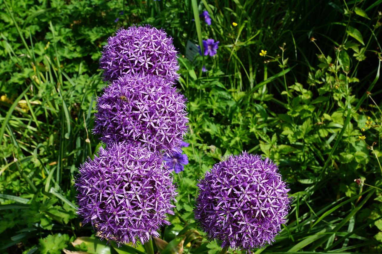 新大洲持續(xù)創(chuàng)新，邁向未來，最新動(dòng)態(tài)概覽