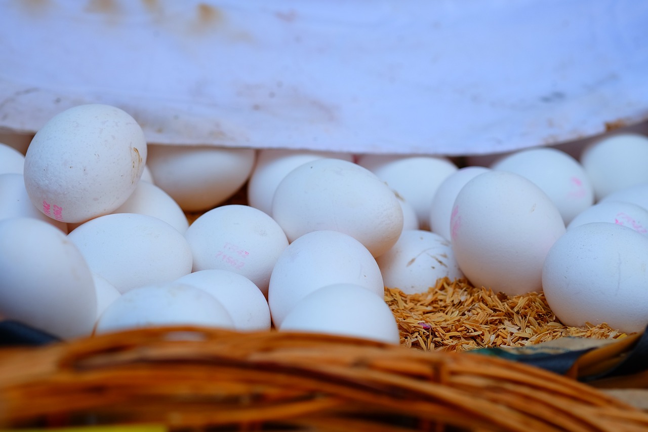 最新獺兔價(jià)格動(dòng)態(tài)分析與趨勢(shì)預(yù)測(cè)