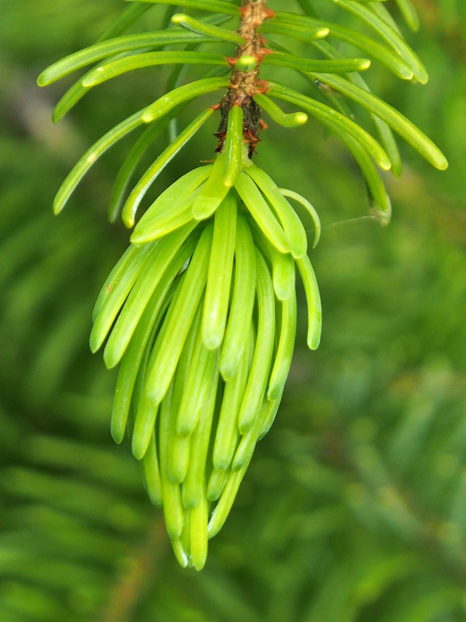 新澳天天開獎資料大全下載安裝，綠色的870.52