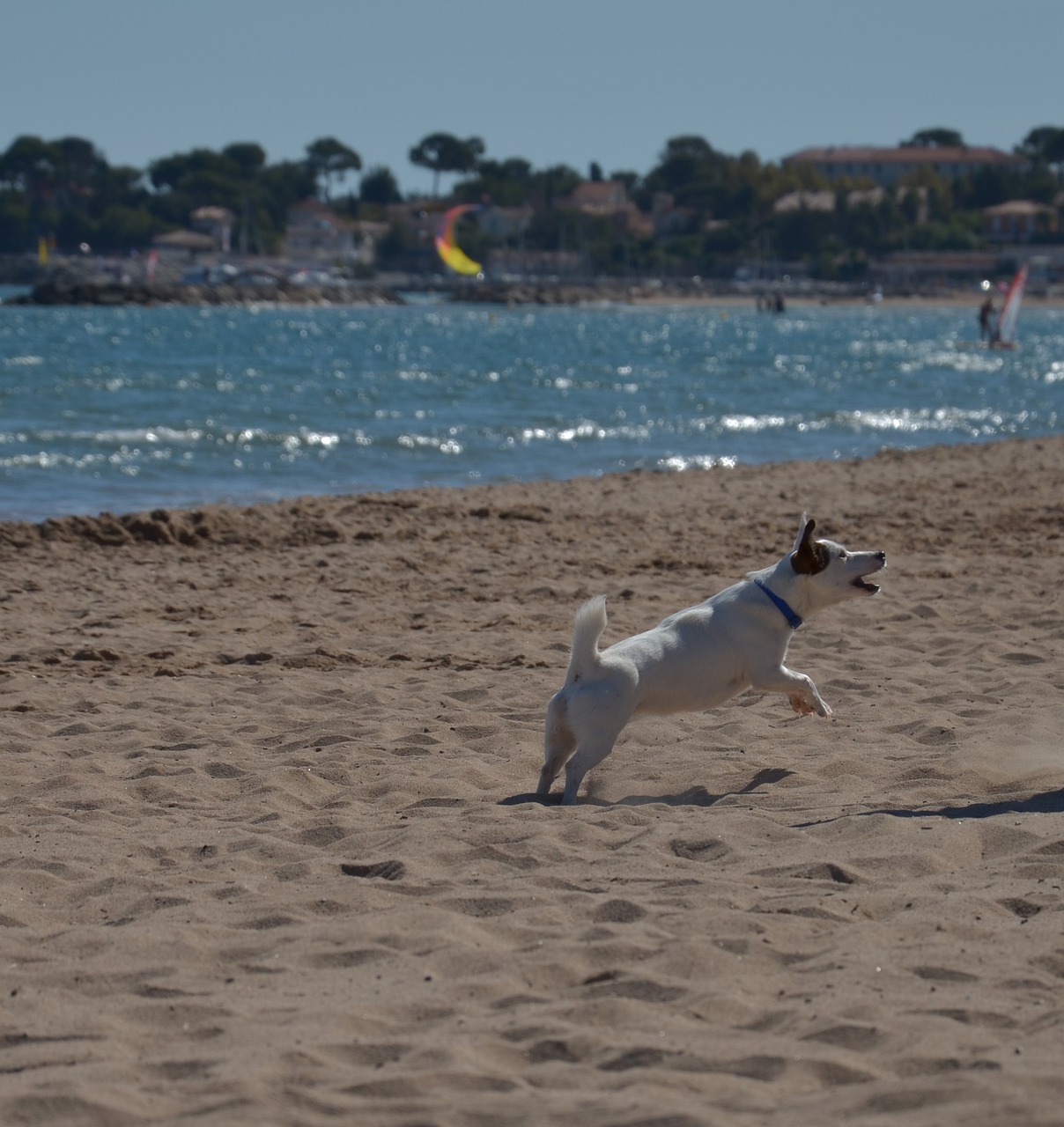 九江龍舟比賽的獨特魅力與激情展現(xiàn)