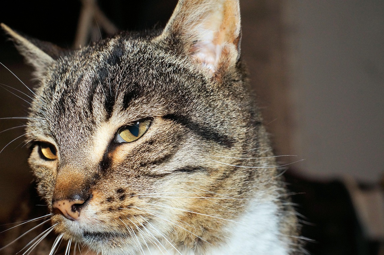 寧夏地震動(dòng)態(tài)，監(jiān)測(cè)、救援與公眾關(guān)注最新進(jìn)展