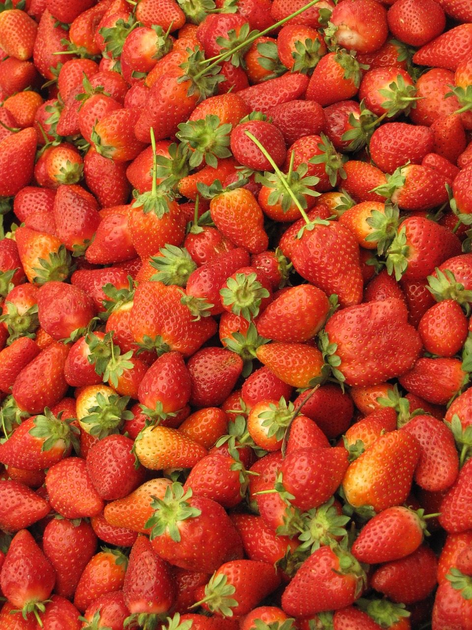 新鮮草莓采摘，一場(chǎng)自然甜美的探索之旅