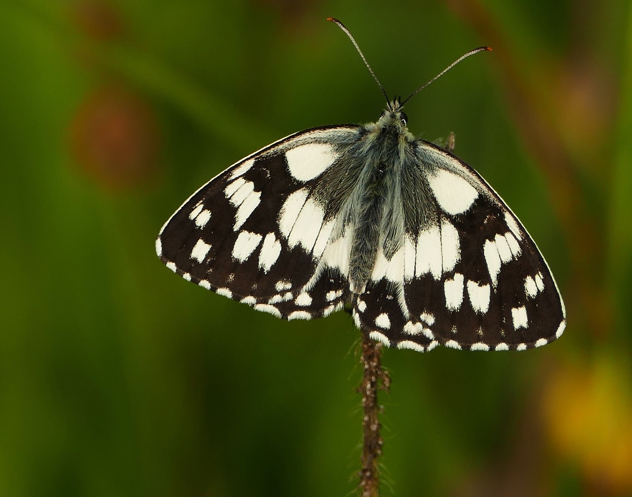 北京菜百今日金價動態(tài)，最新價格、市場解讀與趨勢分析