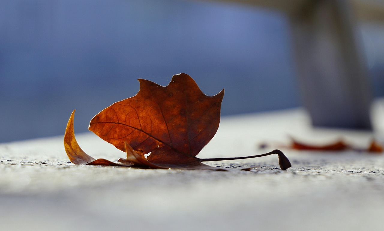 葉凌天最新動態(tài)，探索無盡可能的前景