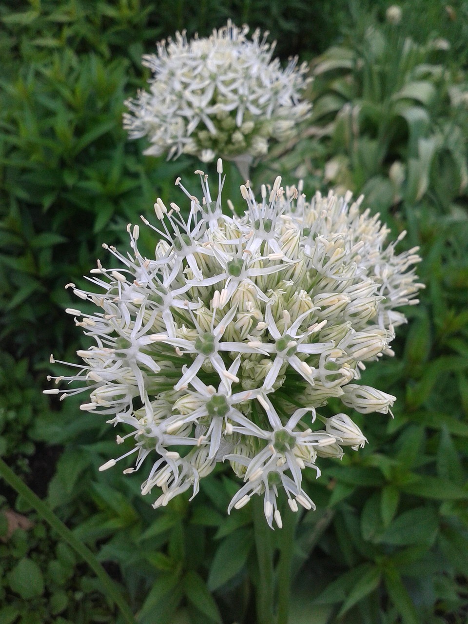 初夏若雨待花開，最新動(dòng)態(tài)與綻放美景
