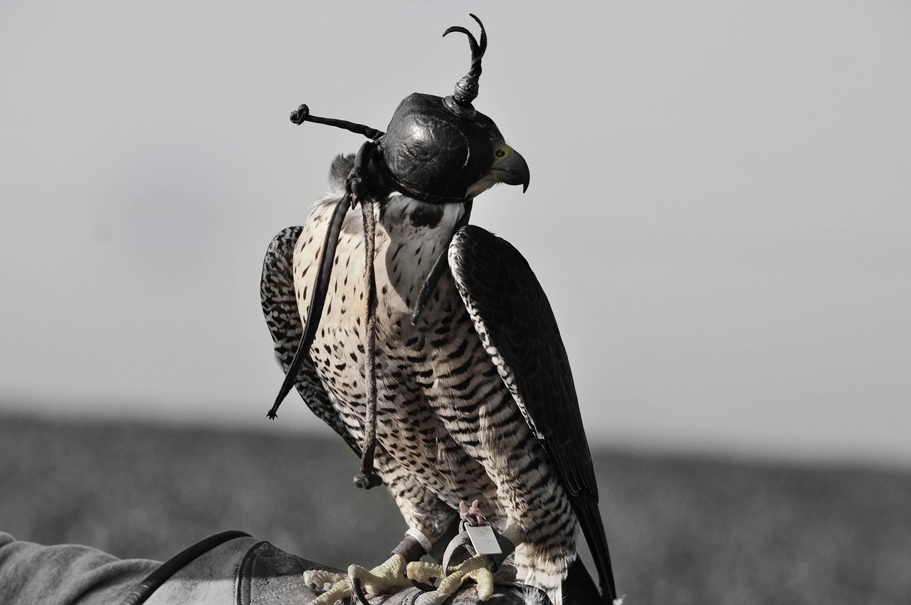 老鷹蓄勢待發(fā)，NBA最新動態(tài)展現(xiàn)高飛態(tài)勢