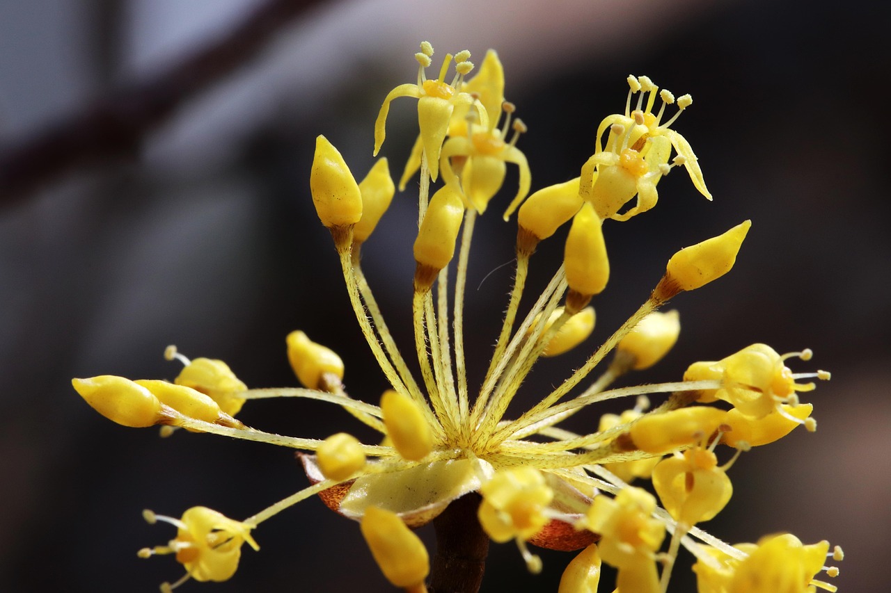 鬼畜將軍新動態(tài)揭秘，先鋒力量探索未知領域的新征程