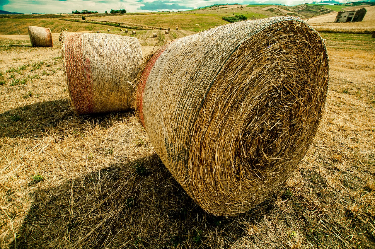 魔君新動(dòng)態(tài)，引領(lǐng)變革，重塑江湖秩序新篇章