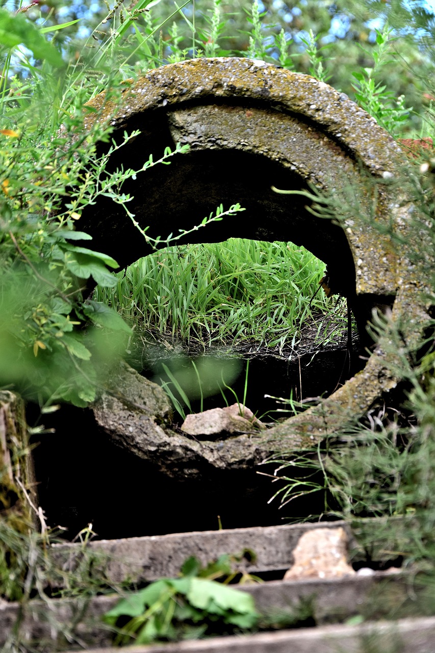 中央大柳樹(shù)項(xiàng)目最新動(dòng)態(tài)，綠色發(fā)展先鋒實(shí)踐進(jìn)展揭秘