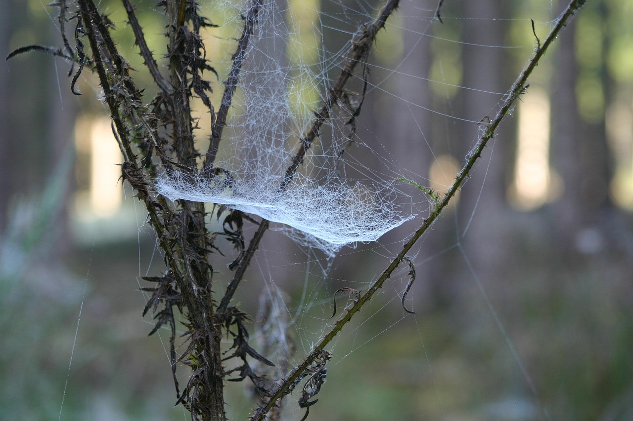 臭水溝新動(dòng)態(tài)，蛻變之路與生態(tài)啟示的啟示