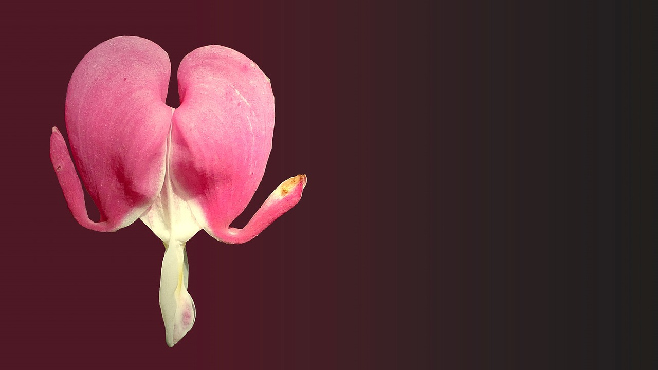 最新靈悼視頻，懷念與悼念的情感傳遞