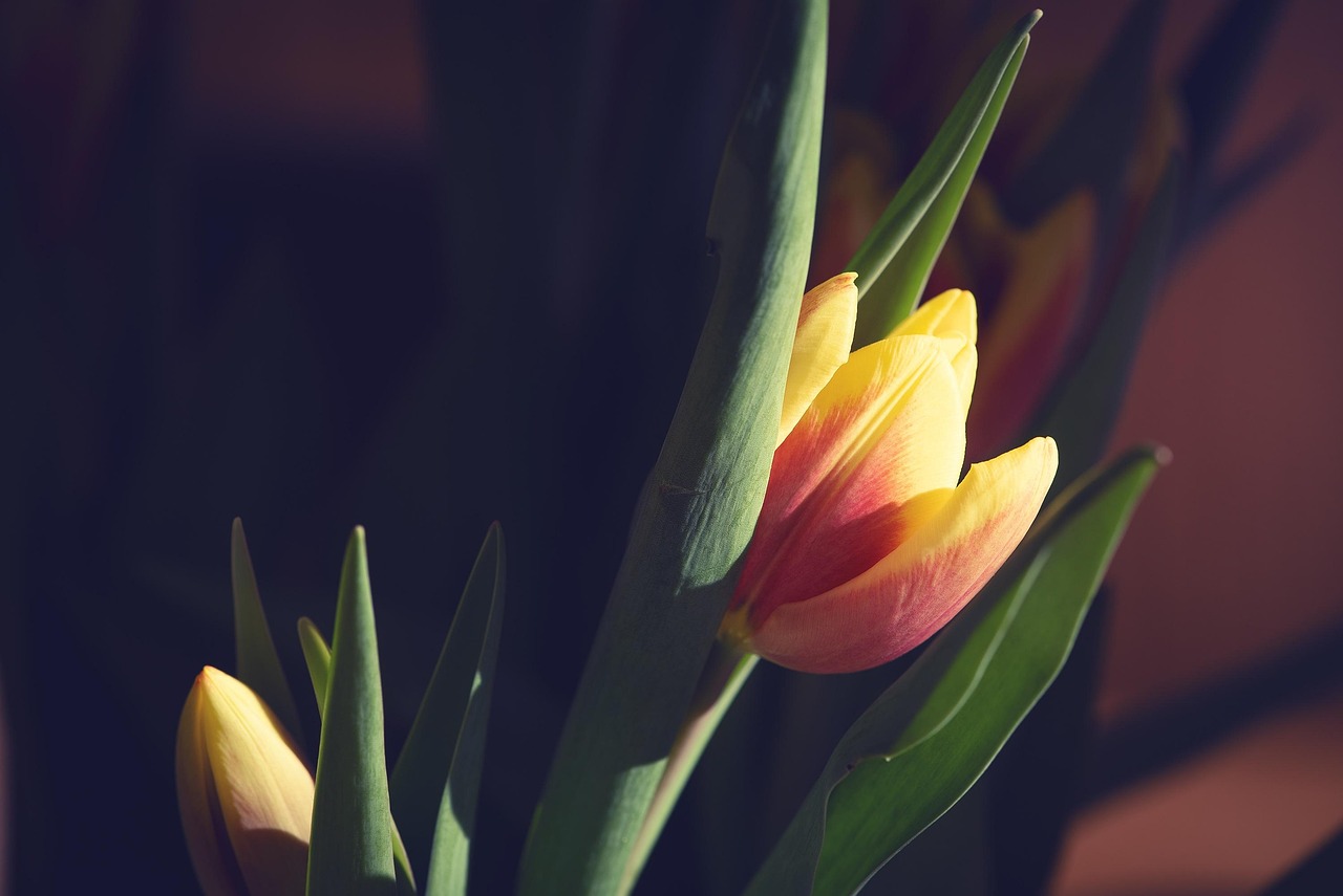 歲月流轉中的情感糾葛與成長歷程，花開那年月正圓電視劇回顧