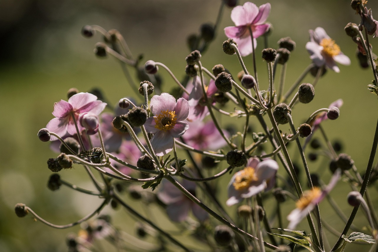 菲律賓疫情最新動態(tài)，挑戰(zhàn)、應(yīng)對策略全面解讀