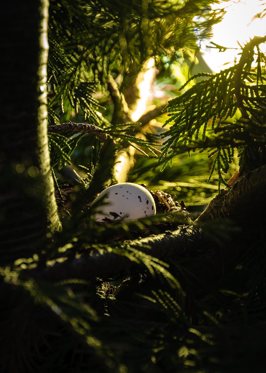 森林刺新篇章，探索神秘森林的未知奧秘