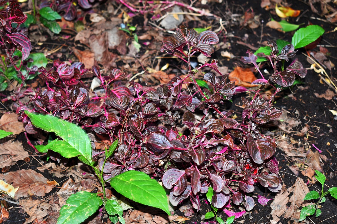 水蛭價(jià)格行情及深度分析