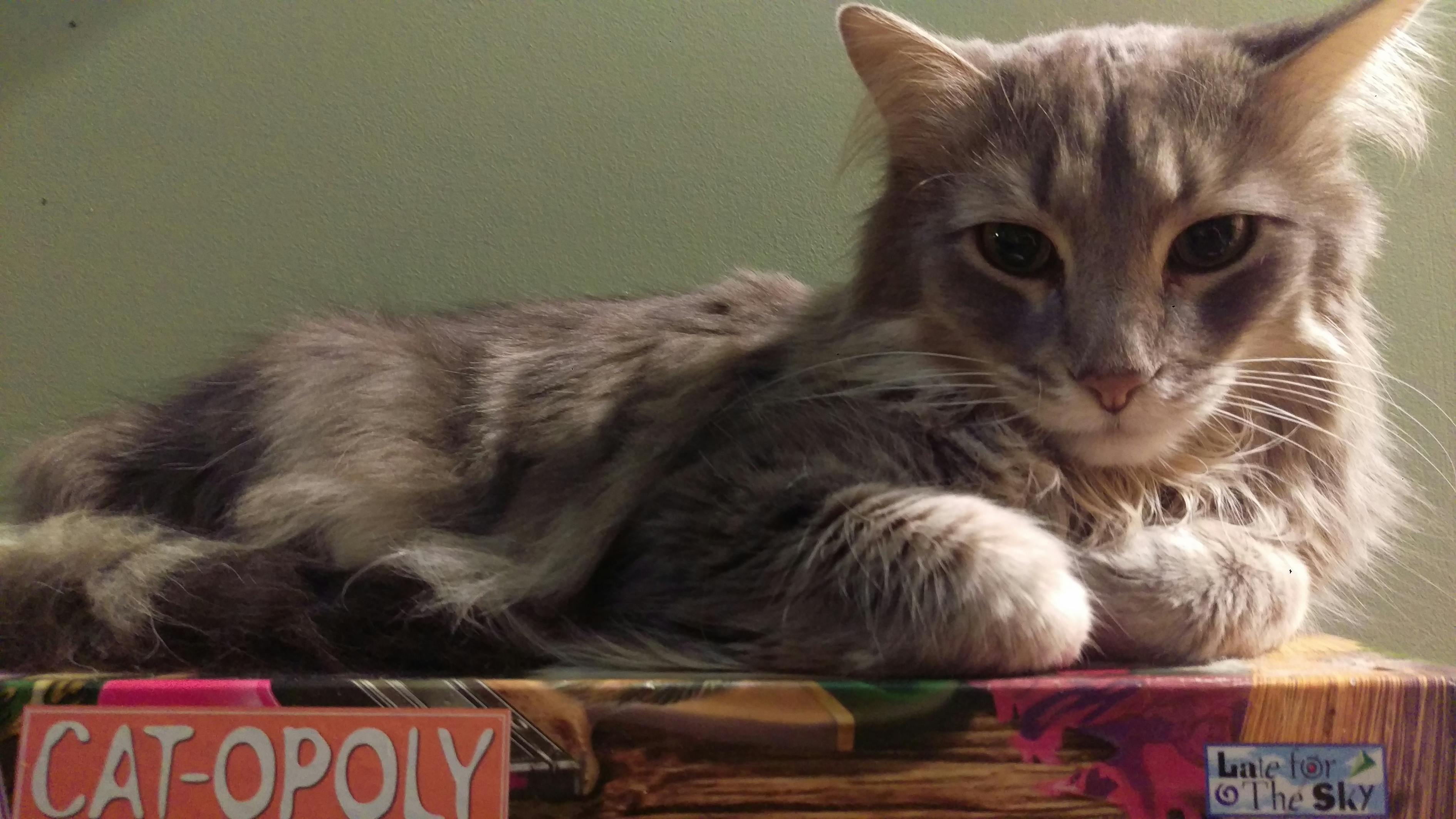 貓咪大戰(zhàn)最新版下載攻略，游戲魅力與體驗分享