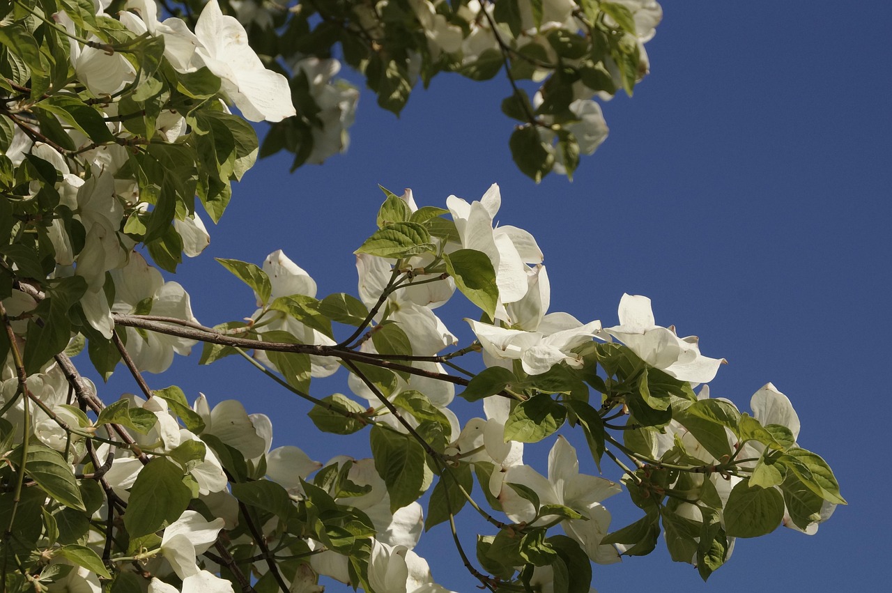 腎臟疾病前沿進(jìn)展研究動(dòng)態(tài)及最新進(jìn)展概述