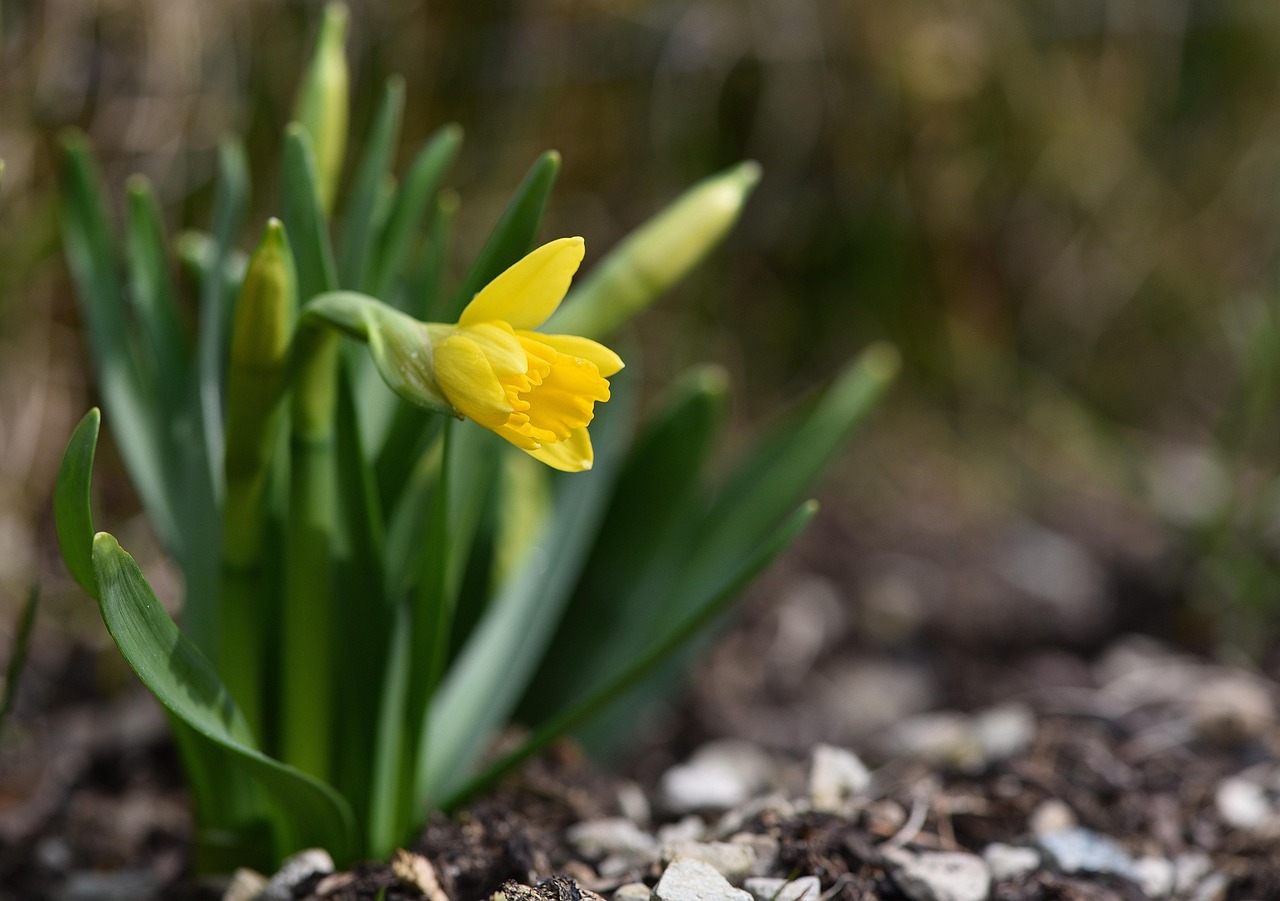 桃花依舊新篇章開(kāi)啟，時(shí)光流轉(zhuǎn)，桃花依舊盛開(kāi)
