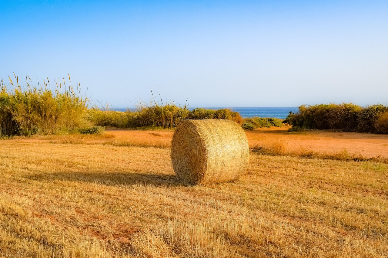 側(cè)柏苗價格及市場分析