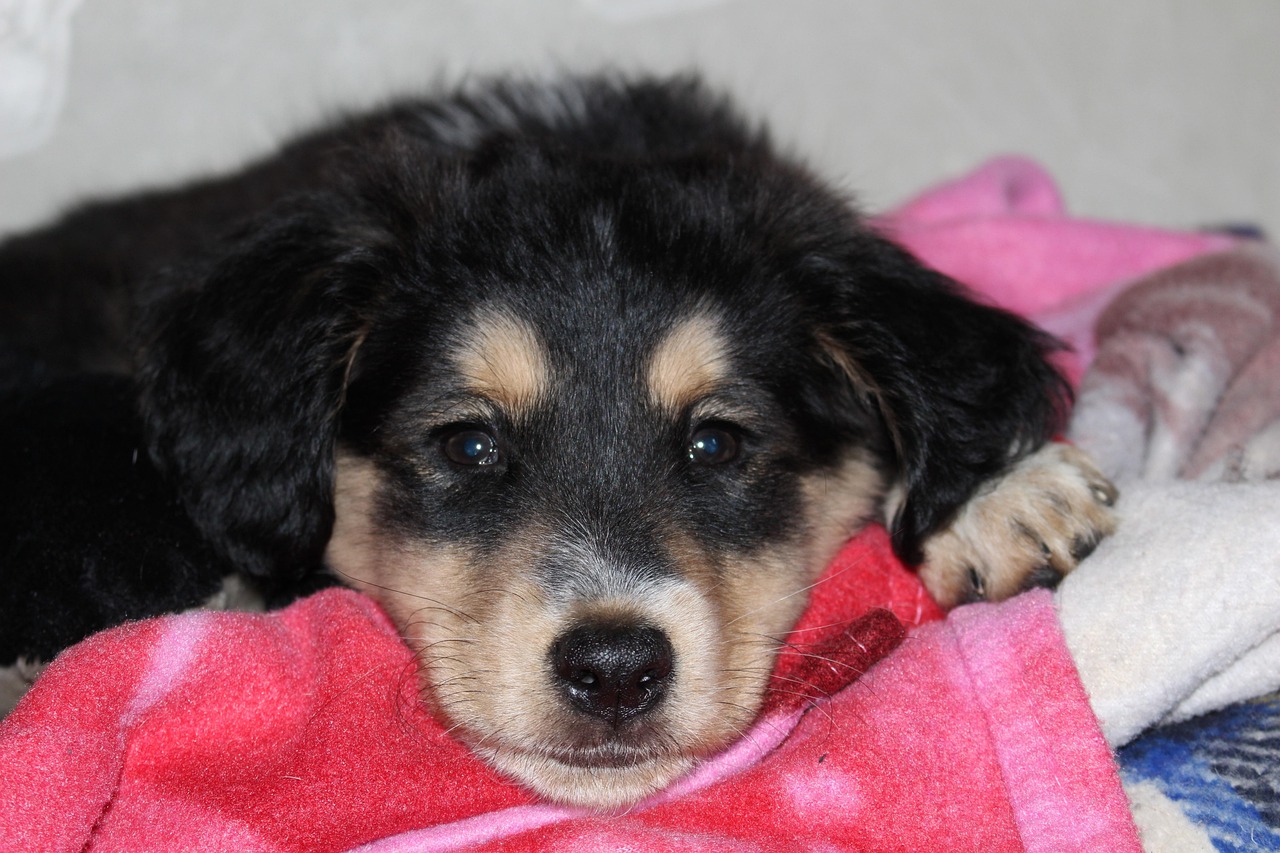 狗比賽究竟比拼的是什么？揭秘比賽核心要素