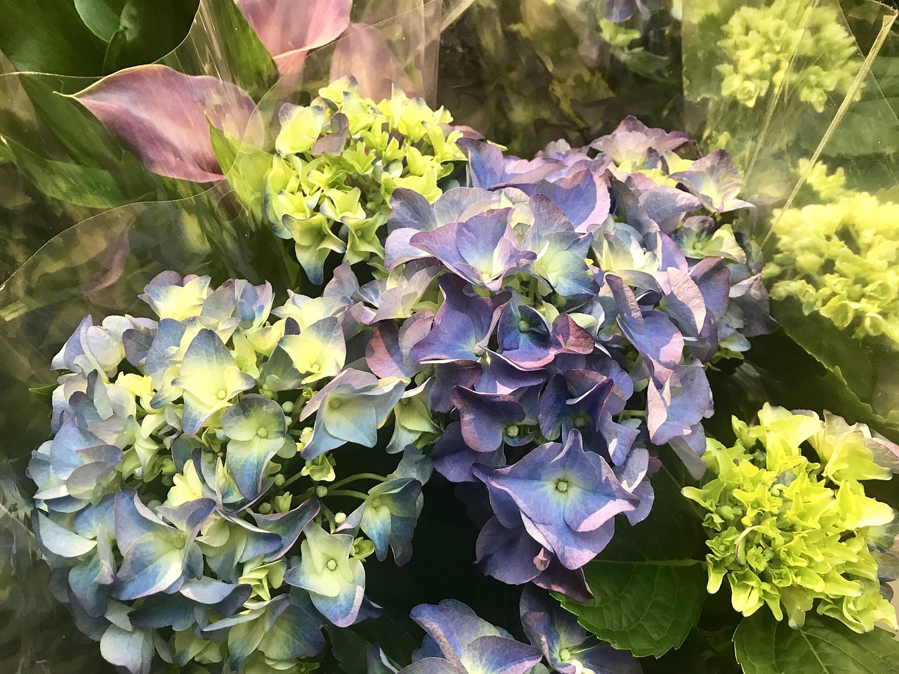 楊梅演員，熒屏之星，獨(dú)特魅力閃耀綻放