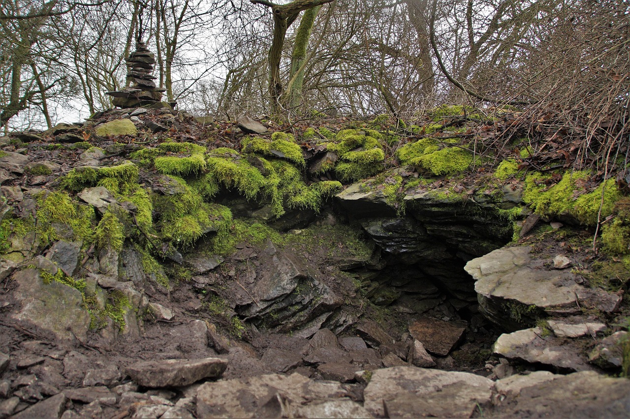 新疆近期老虎動(dòng)態(tài)揭秘，探尋神秘自然現(xiàn)象之旅