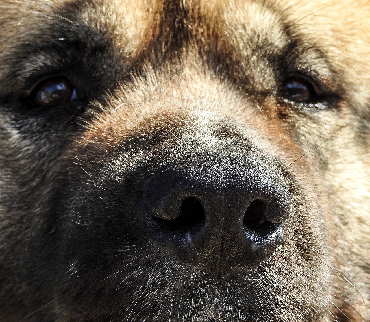 探索寵物娛樂新潮，寵物行業(yè)的創(chuàng)新與發(fā)展新趨勢