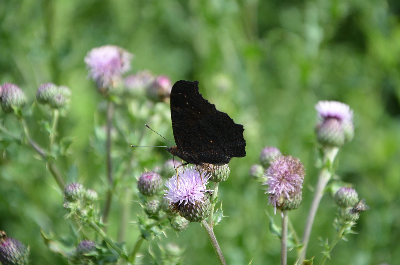 上海交警動態(tài)資訊，城市交通安全邁向新篇章