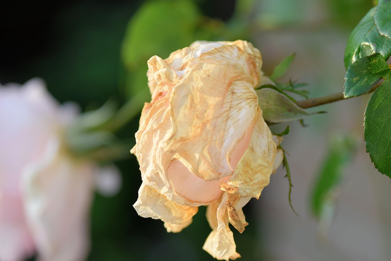 GTA6最新動態(tài)，未來經(jīng)典之作的期待與等待