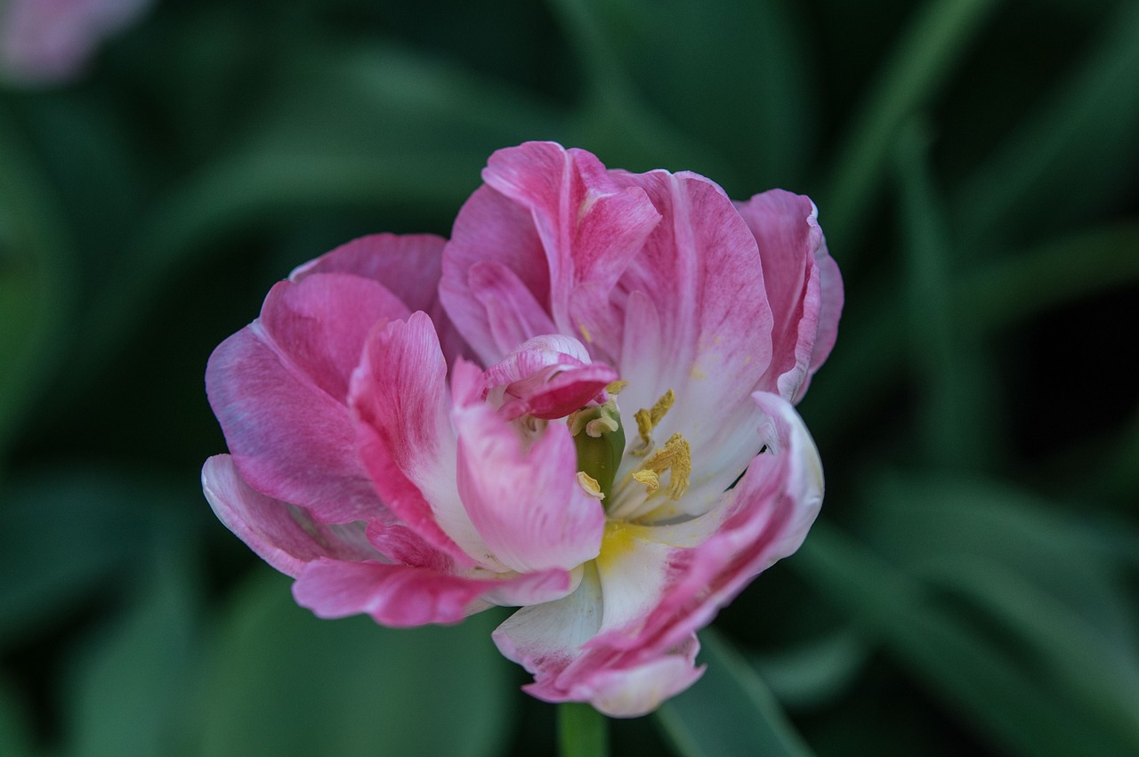 愛霸迪最新消息全面解析與更新動態(tài)