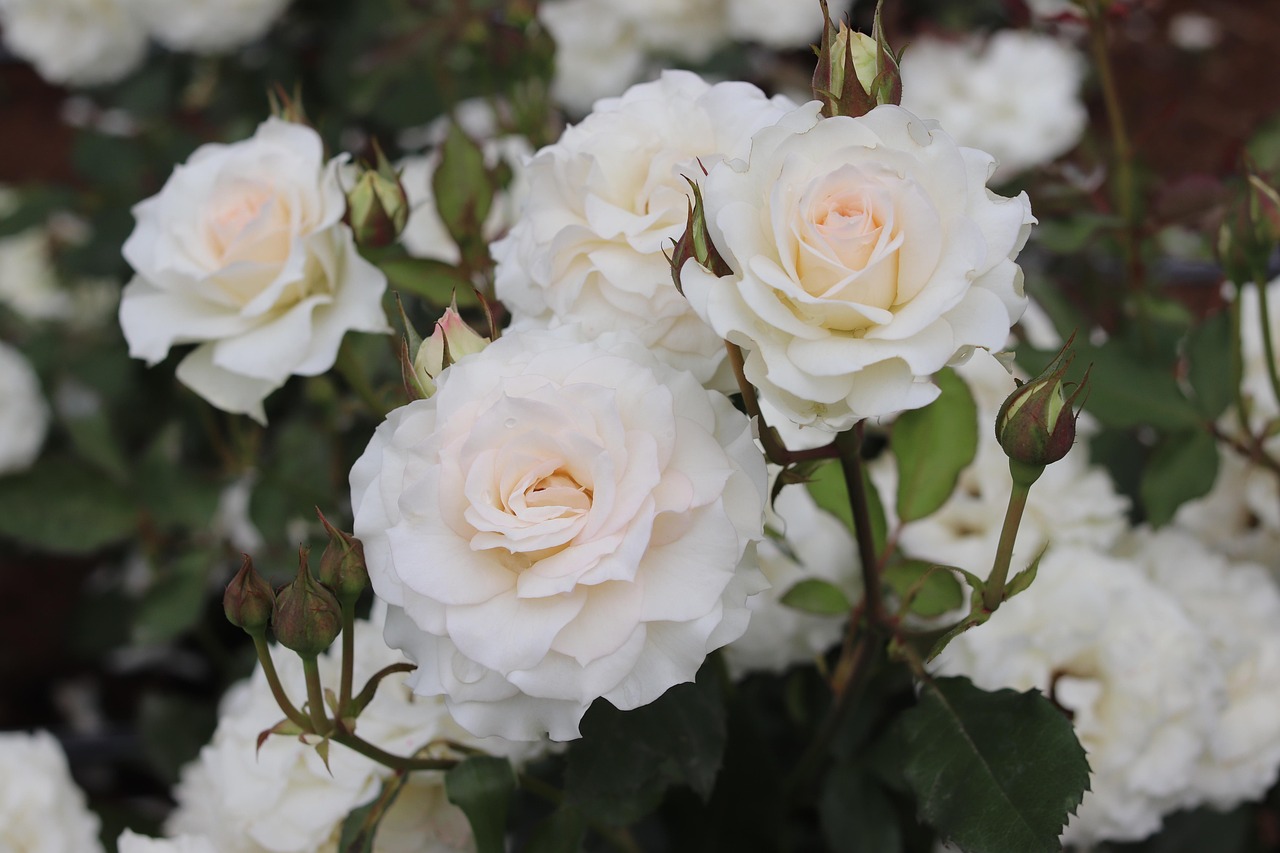 傷感的動(dòng)漫壁紙，情感與視覺的交織藝術(shù)