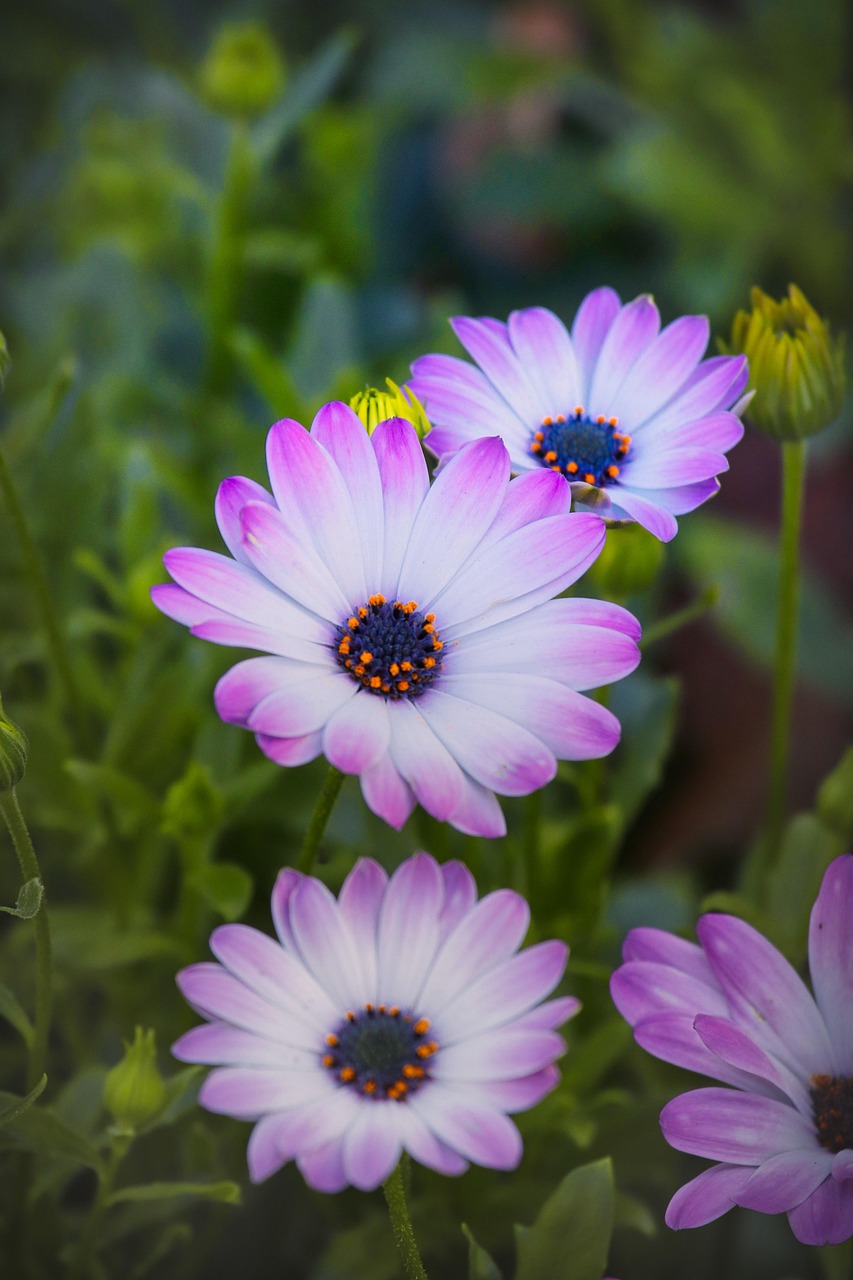 春暖花開最新鏈接，探索美好世界的新旅程起點