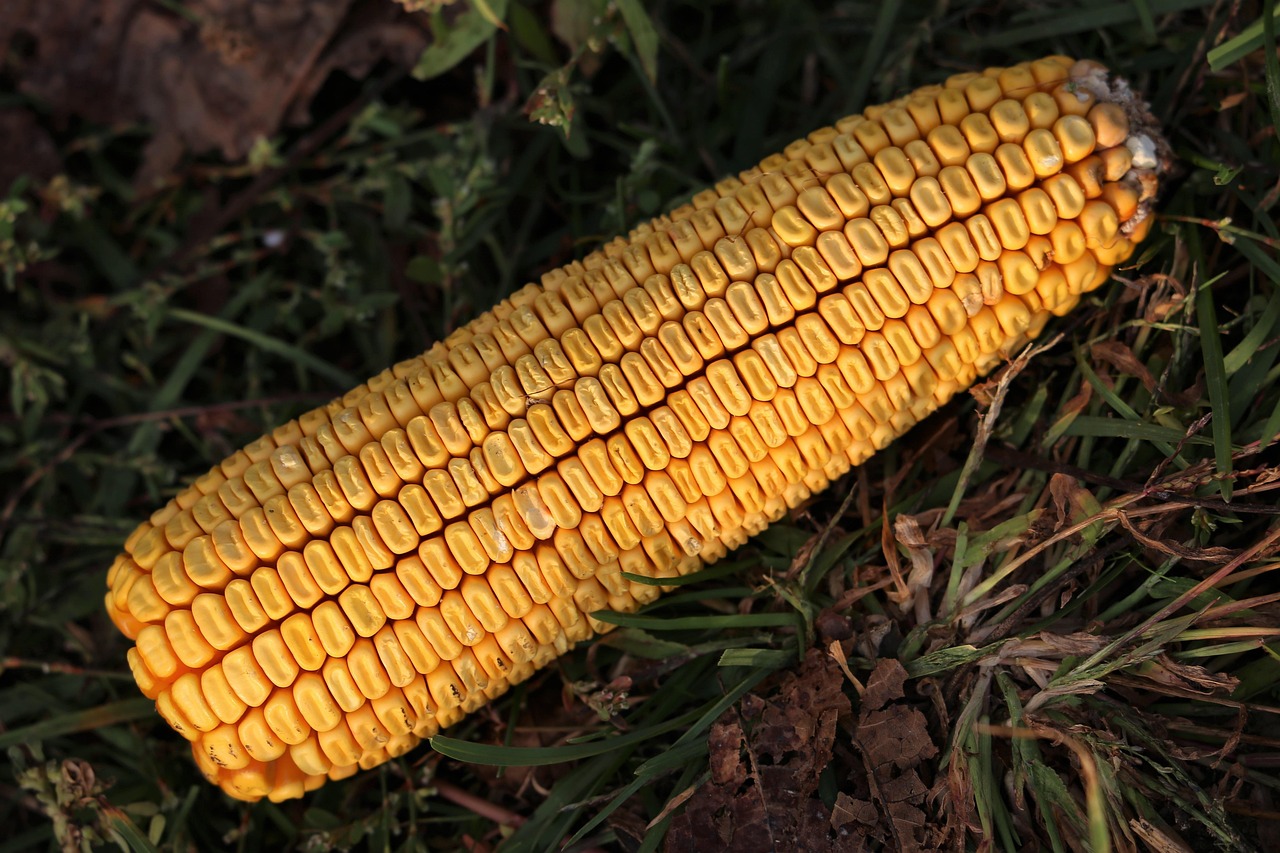 平度土豆最新價格行情及深度分析