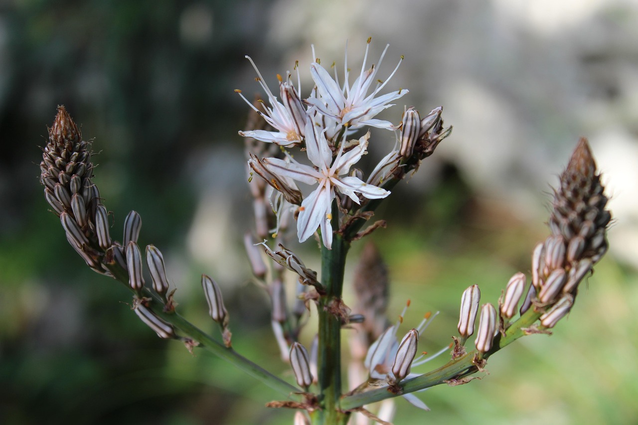 萊西疫情最新動(dòng)態(tài)，全面防控與積極應(yīng)對(duì)