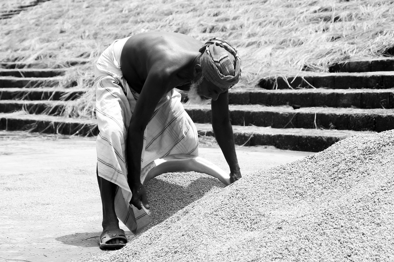 最新水稻價(jià)格動(dòng)態(tài)及對(duì)整個(gè)農(nóng)業(yè)產(chǎn)業(yè)鏈的影響分析