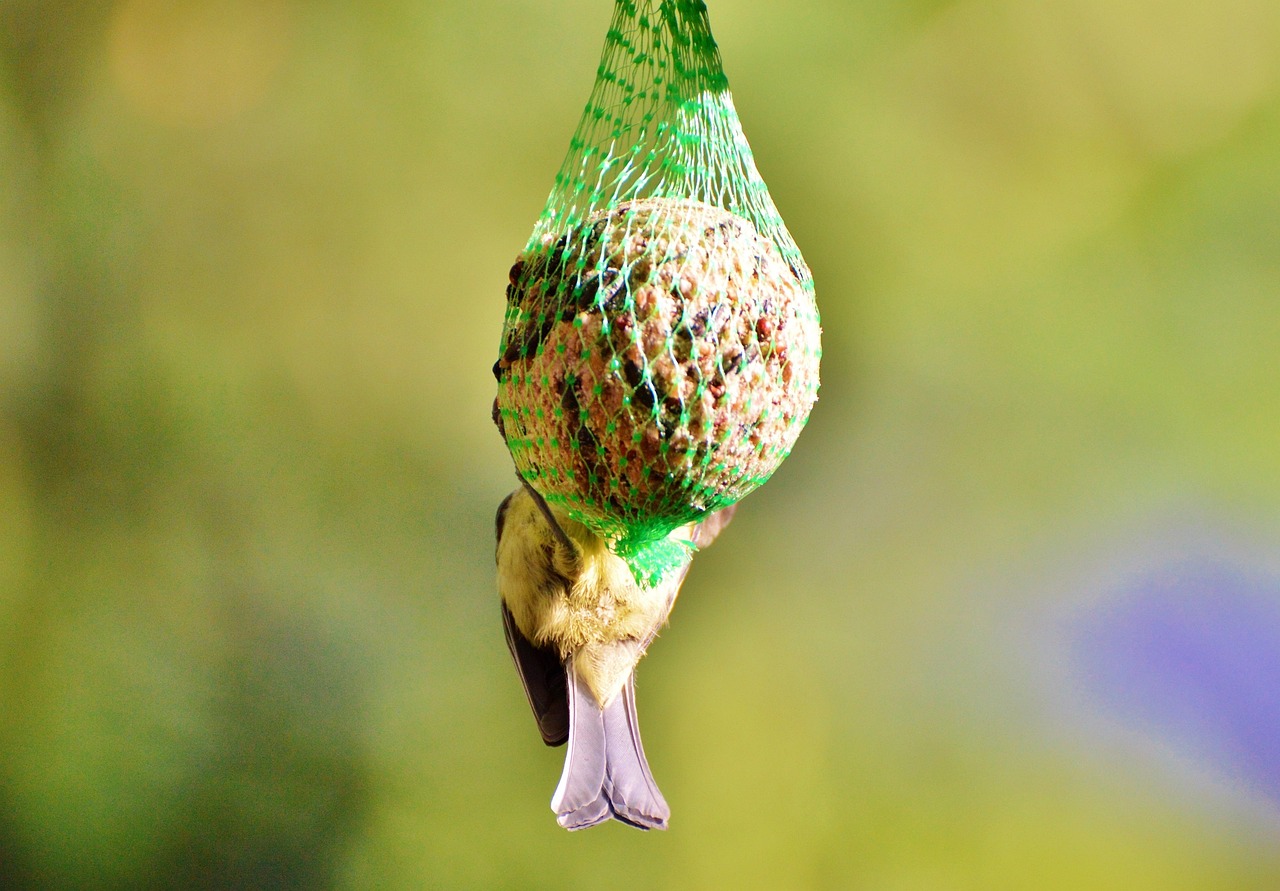 猛犬老公的寵妻新動態(tài)，愛的力量與守護的堅定承諾