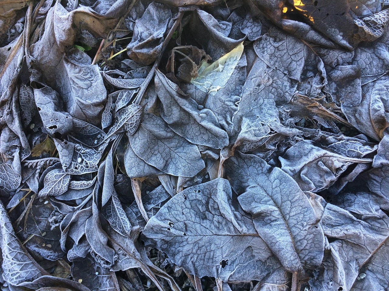 楓林水岸最新動態(tài)揭秘，繁榮之地的嶄新面貌